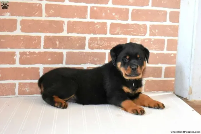 Rottweiler - Adquira Hoje | WhatsApp