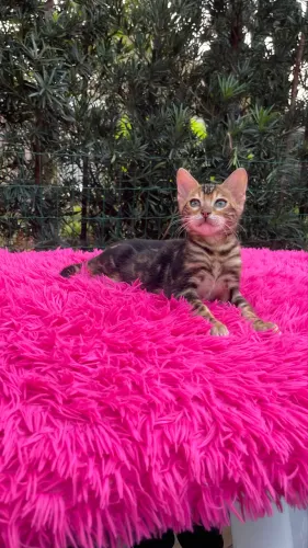 Bengal