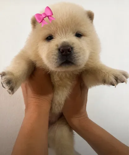Linda filhote de CHOW CHOW disponível!!