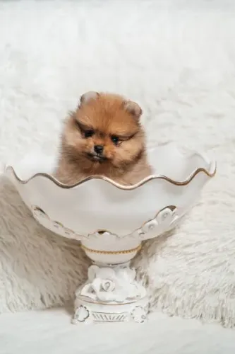 Filhote de Spitz Alemão O Amor em Forma de Bolinha de Pelo