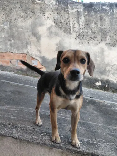 lindo cachorrinho