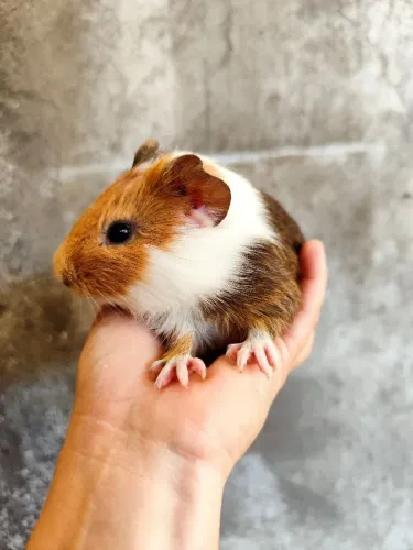 Porquinho da índia 