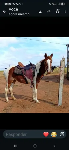 Cavalos