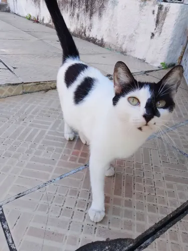 Gatinha muito dócil para adoção