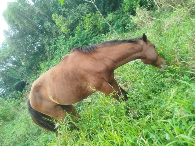 Vendo cavalo de largo