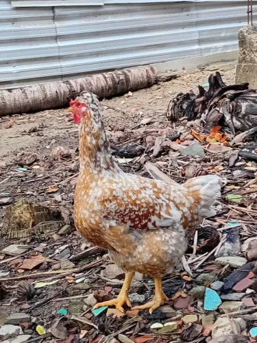 OVOS E PINTINHO GSB