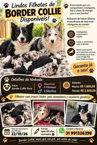 Filhotes Border Collie