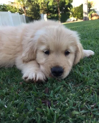 Golden Retriever - Uma Opção Que Merece Entrar Na Sua Pesquisa
