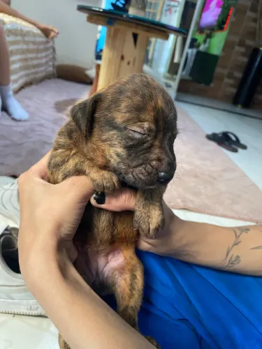 Doação de cachorro 