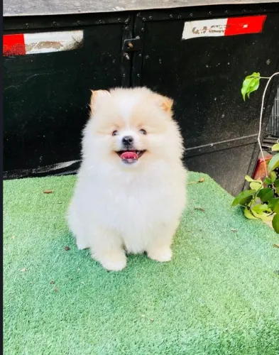 Lulu Pomeranea Anão Macho 