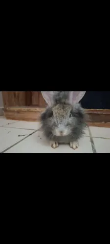 Vendo Coelho!!!!