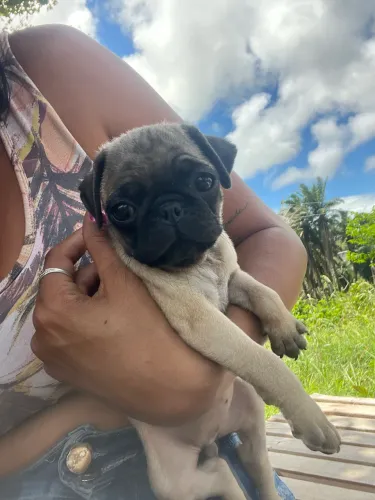 Pug