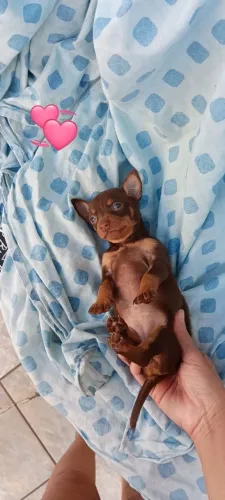 Pinscher feminha
