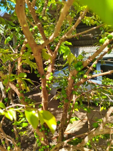 Jabuticabeira dando frutos