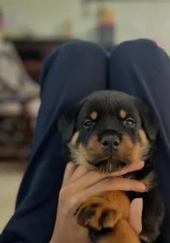 filhotes de rottweiler machos 