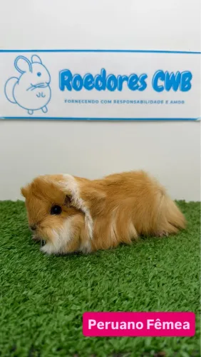 Porquinhos da Índia (Roedores CWB) 