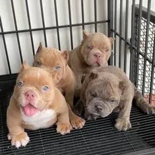 American Bully