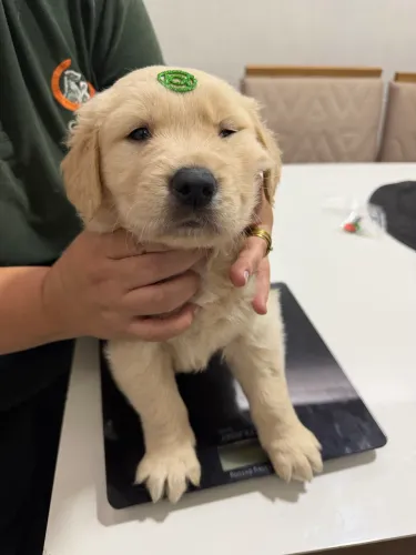 Filhotes de Golden Retriever disponíveis 