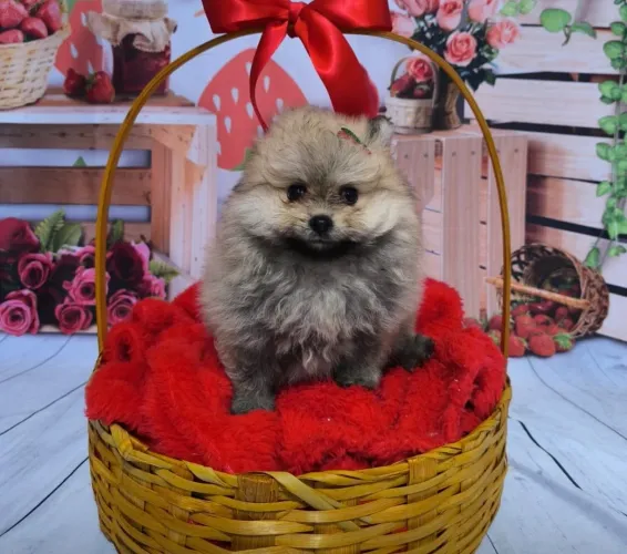 Lulu da Pomerania//// Spitz alemão anao parcelamos até 21 vezes sem juros
