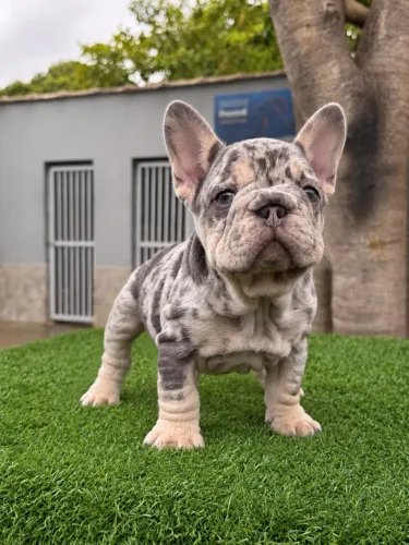BULDOGUE FRANCÊS - BIG ROPE