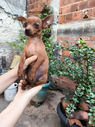 Raça pinscher