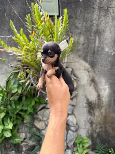 Pinscher zero miniatura