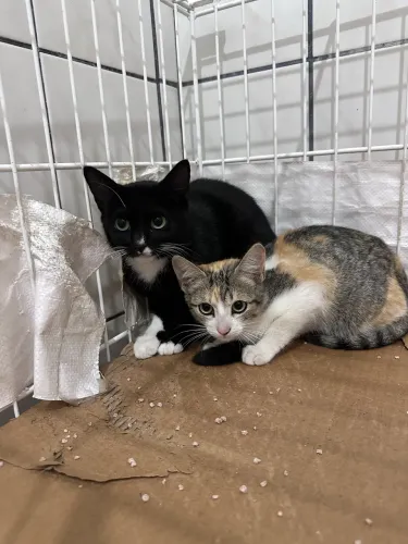 Doação gatinhos 