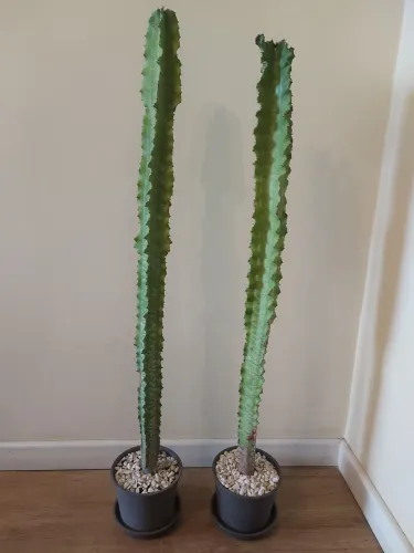 Plantas Cacto Euphobia - Altura 1 metro
