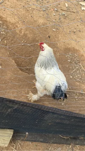 Vende - se Um galo da Raça Brahma 100 reais