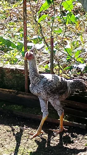 Galo índio gigante 
