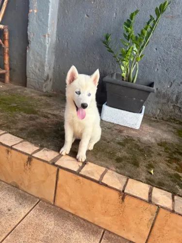 Cachorros 