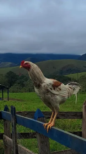 Galo