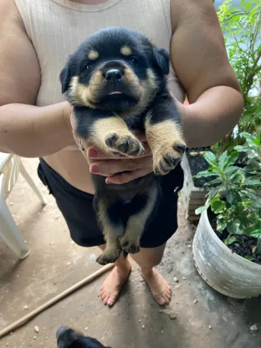 FILHOTES DE ROTTWEILER PUROS ?