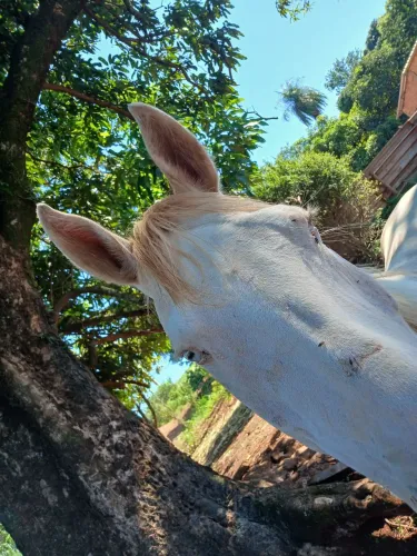 Egua branca