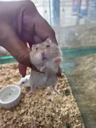 Hamster anão russo 