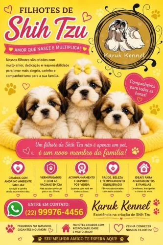 OPORTUNIDADE!! Filhotes de Shih Tzu - Canil especializado na raça - Aceitamos Cartão!! 
