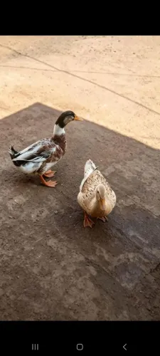Casal de marrecos rouan 