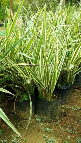 Plantas ornamentais para jardins