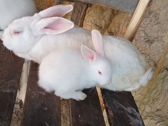 Coelhos puros nova Zelândia 