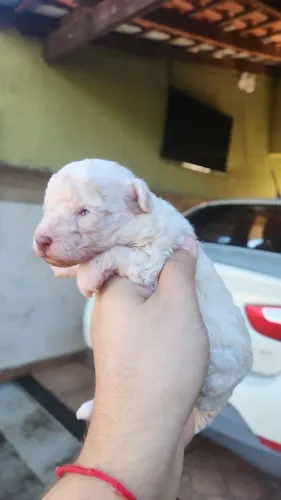 Poodle toy macho olhos claros