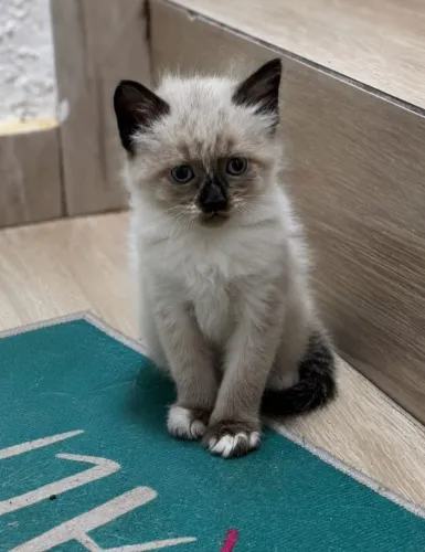 Gatinha Ragdoll 60 dias Fêmea Lindíssima