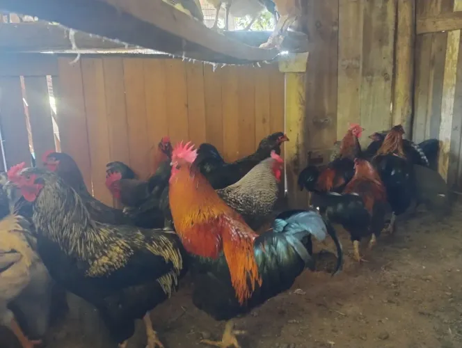 Galos angolistas 
