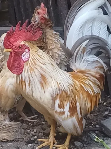 Vendo casal de galina garnize