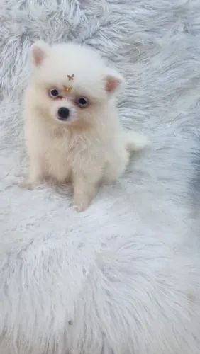 Lulu pomerania lindos bebês 