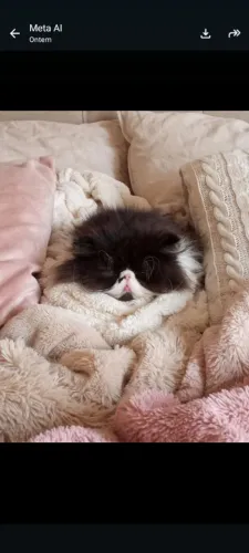 Gatos persas padrao WCF