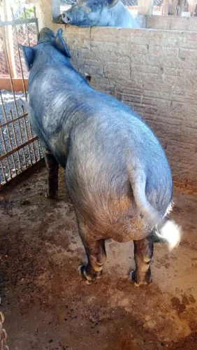 Vende Porco Cachaço