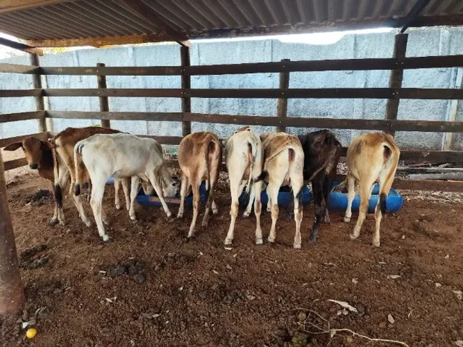 Bezerras Neloradas