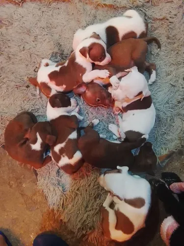Vendo cachorro pit-bull bull terrier