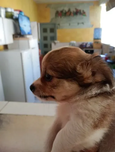 Chihuahuas ,filhotes belíssimos a venda