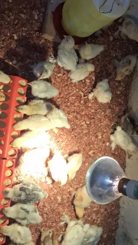 Lote pintaninhas raça brahma